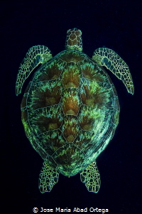 Turtle on the dark abyss by Jose Maria Abad Ortega 
